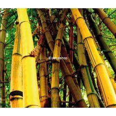Bambu